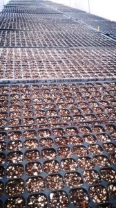 10904848_746556375422431_2116560826_n