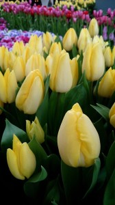 10913667_749397005138368_37399113_n