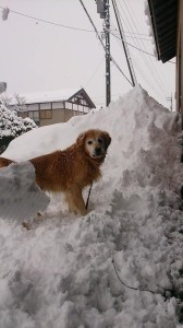 10915304_747043348707067_5420632802160276872_n