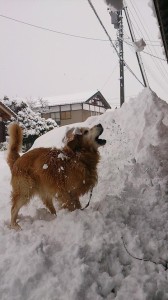 10917044_747043818707020_2667334862761129654_n