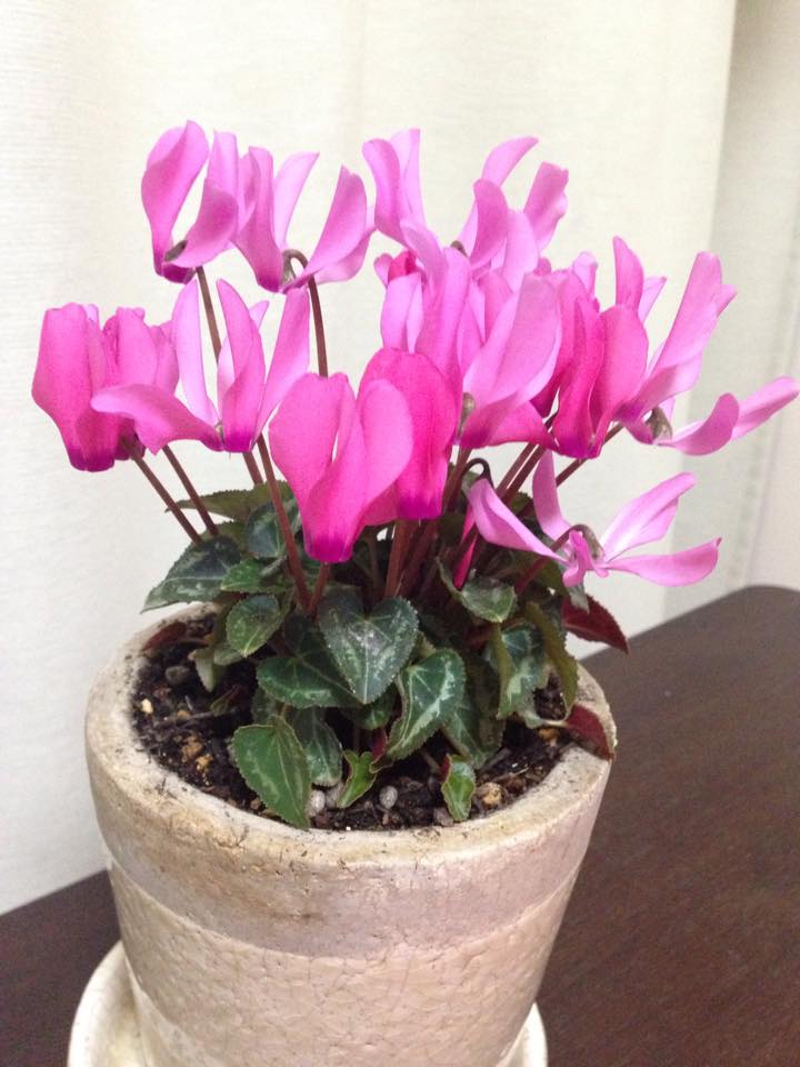 11月のイベントに使ったシクラメンのその後