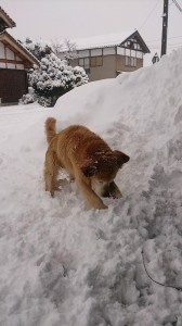 10919032_747043298707072_8941940211908666729_n