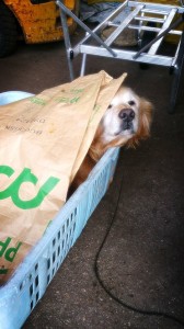 10922537_747091185368950_2534247908715797991_n