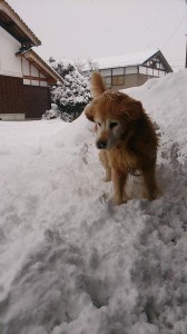 10931357_747043495373719_1763476120616366695_n