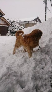 10931520_747043638707038_7701090169056045545_n