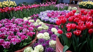 10936862_749397448471657_413636824_o