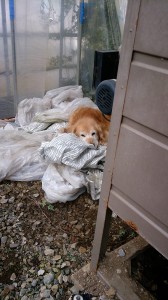 10949929_753980961346639_1064443316_n