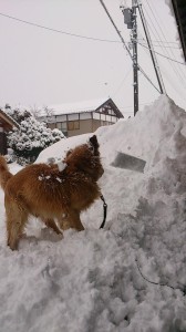 1782054_747043882040347_507851319351942908_n