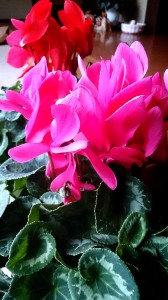 2015-01-15-09-01-42_deco