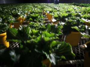 LINEcamera_share_2015-01-27-20-16-50