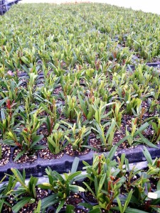 10947490_757585310986204_341241479_n