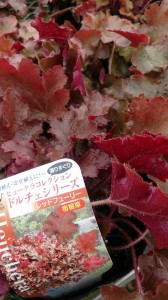 10965810_763050480439687_250572731_n