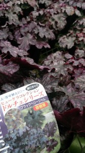 10979476_763050473773021_111127228_n