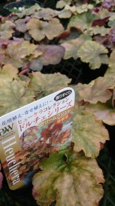 10984742_763050457106356_1249106949_n