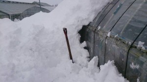 10984848_761315920613143_627586861_n