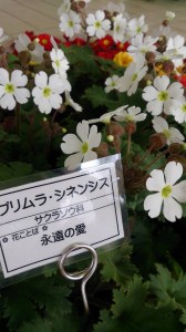 10155390_763145930430142_1878715812866695063_n - コピー