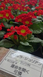 10404372_763146027096799_1833352612060275656_n - コピー