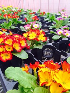 10957581_835741549824907_9122311828104022052_n