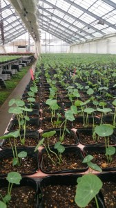 11041364_785140541564014_1921671742_n