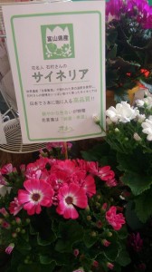 11081571_785140558230679_167941606_n