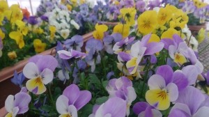 received_777911095620292_1426069557484