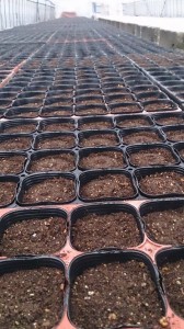 11106435_793710947373640_1592489748_n