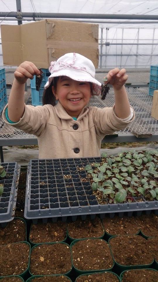 シクラメンのポット上げ