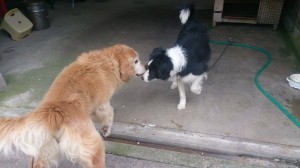 11123038_803200436424691_1213171611_n