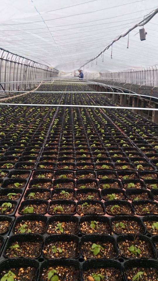 総力戦で超特急！！