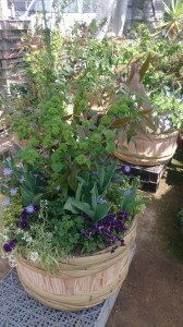 11136958_795513187193416_156524815_n