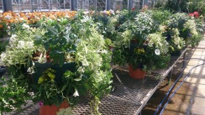 11136961_795513220526746_561385297_n