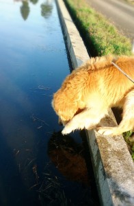 11151017_802679173143484_7107908467597975148_n