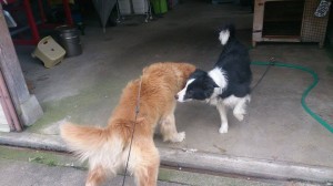 11160507_803200449758023_954251745_n