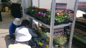 11160545_803629093048492_908040682_n