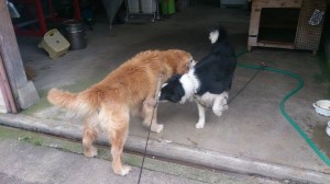 11169115_803200466424688_1675258294_n