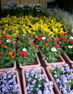 11169945_805061239571944_8931469041932836307_n