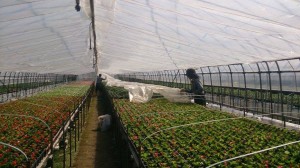 11173558_804688559609212_1405122438_n