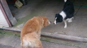 11178434_803200419758026_1393914733_n