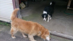 11185723_803200489758019_1579215755_n