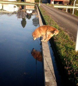 13525_802678793143522_7272608543336816706_n