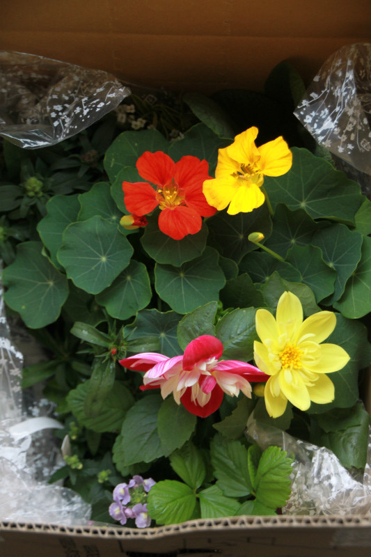 美食花の「苗」発送