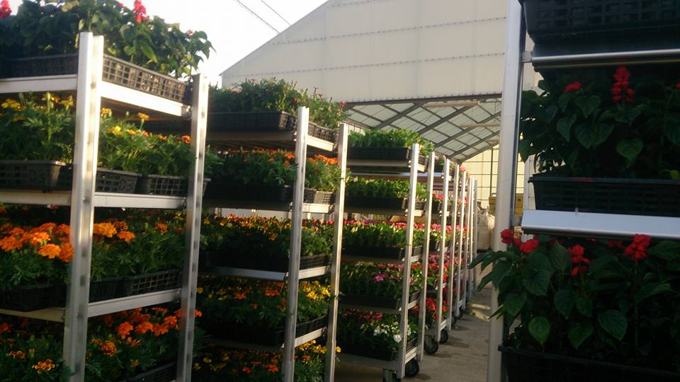 花と緑の銀行花苗配布