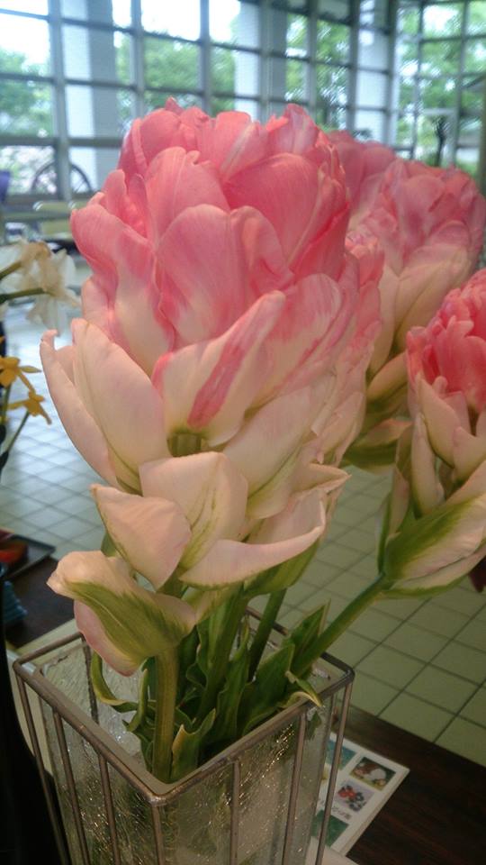 チューリップの新種☆