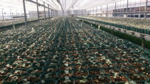 11121234_808073869270681_1357638706_n