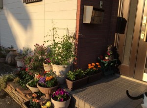 11125482_859118730825601_1743636853_n