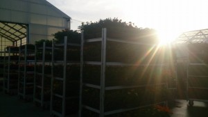 11148620_811777795566955_2986438277035903269_n