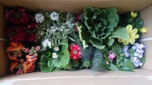 11198881_807195062691895_1476705513_n