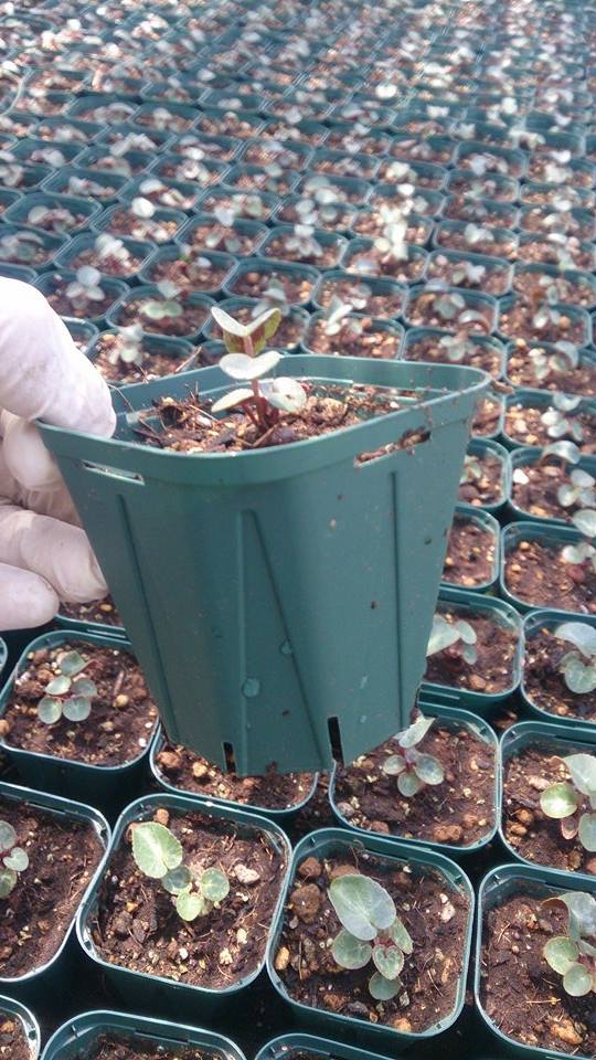 シクラメンの赤ちゃん♪