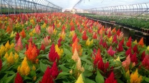 11221185_808485972562804_578579400_o