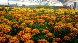 11242188_808486025896132_1462759246_o